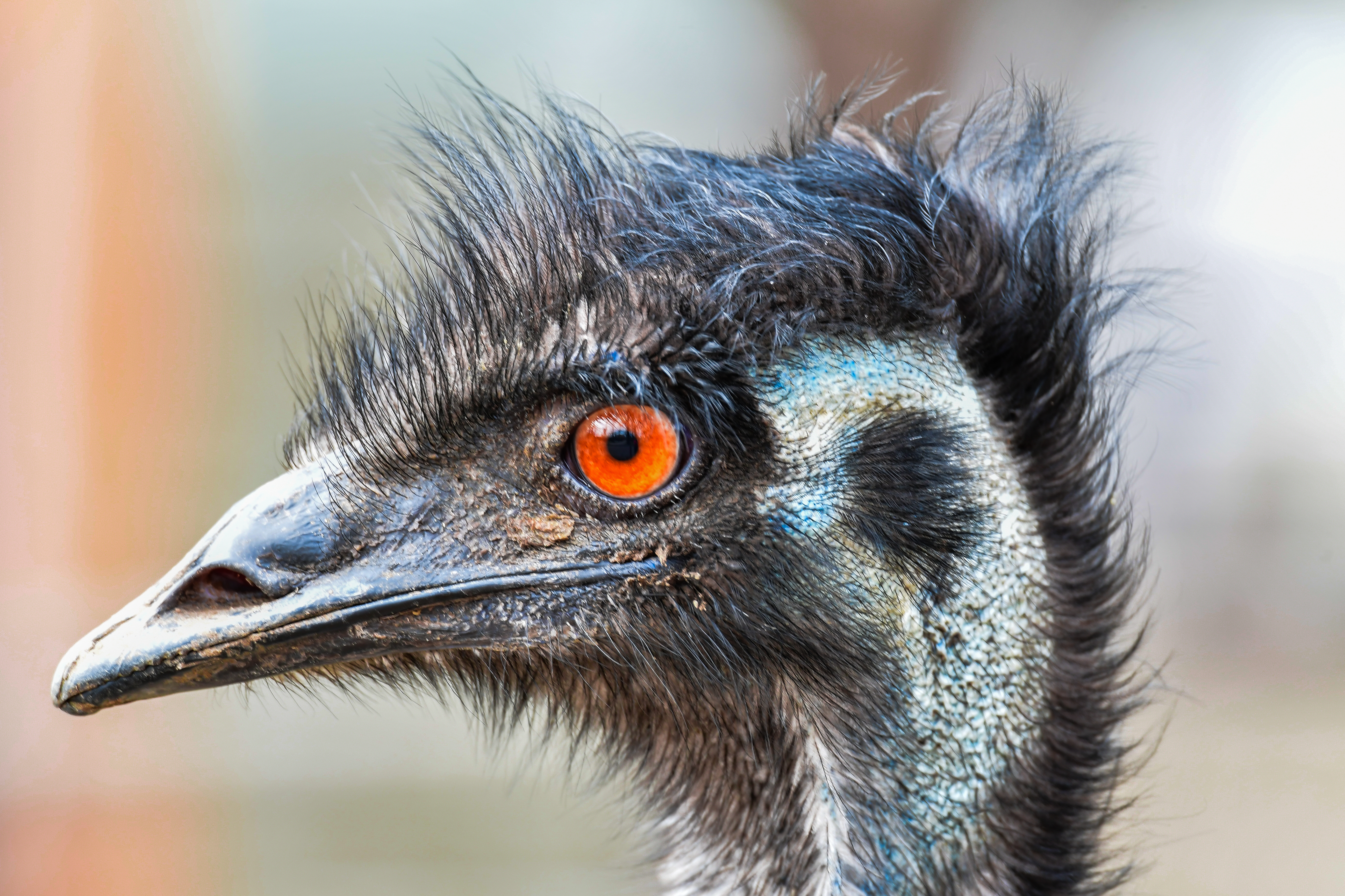 Emus, native to Australia, can grow to six feet, 130 lbs.  Their eggs are incubated by the male, who then assumes care of the chicks.  They eat roots, fruits and herbage.