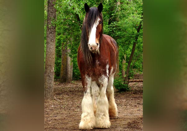 Clydesdale Horse Image