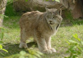 Canada Lynx Image