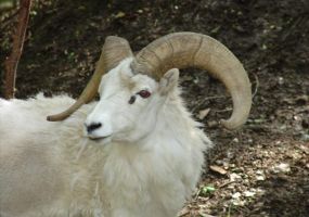 Dall Sheep Image