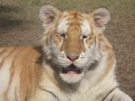 Golden Tabby Tiger Image
