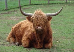 Highland Cattle Image