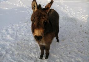 Miniature Donkey Image