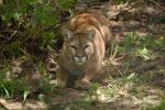 Mountain Lion (Puma) Image
