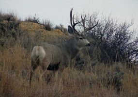 Mule Deer Image