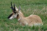 Pronghorn (Antelope) Image