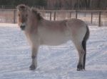 Przewalski's Horse Image