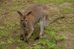 Redneck Wallaby Image
