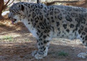 Snow Leopard Image
