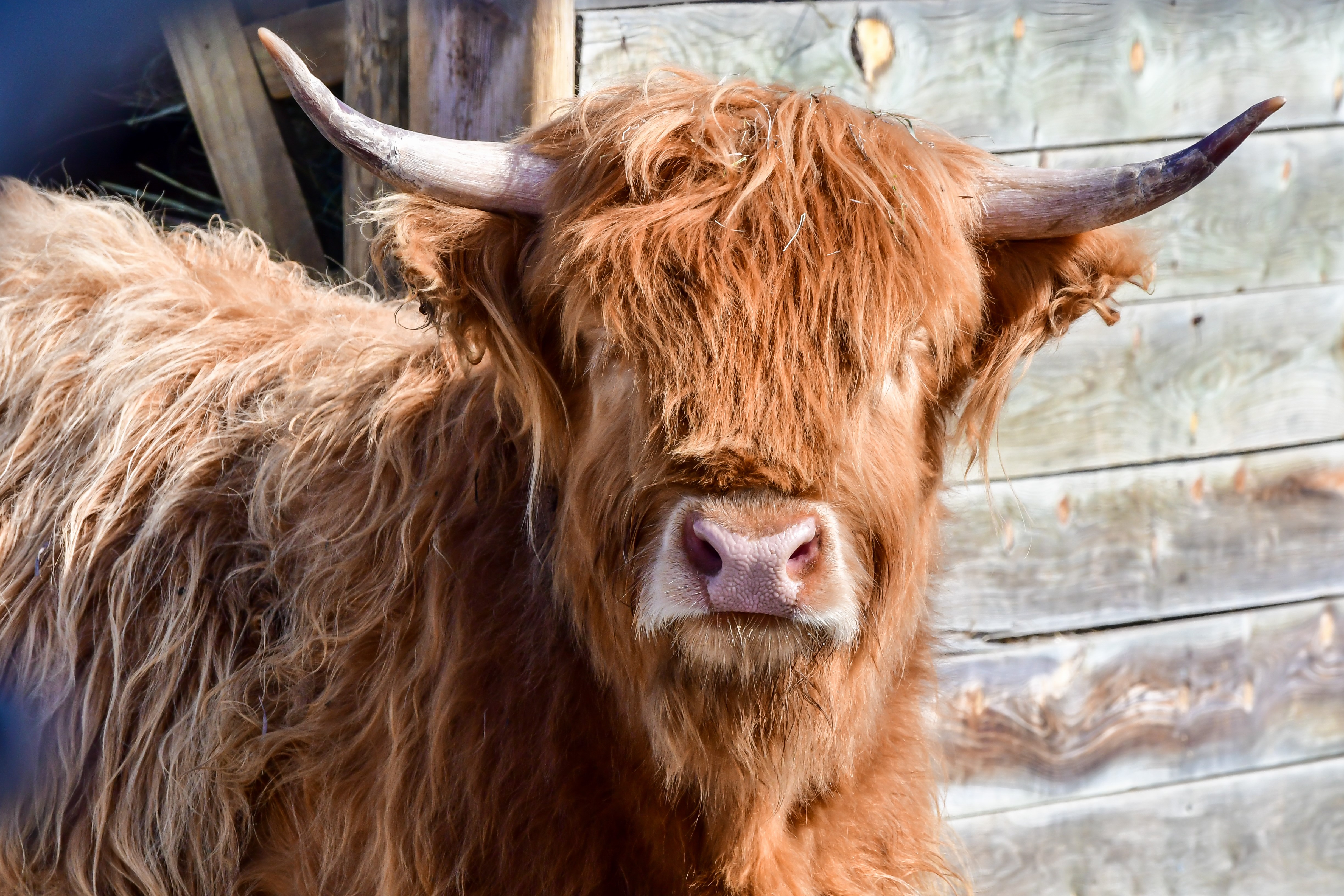 Scottish Highland Cows: A Unique Cattle Breed - Melissa K. Norris, highland  