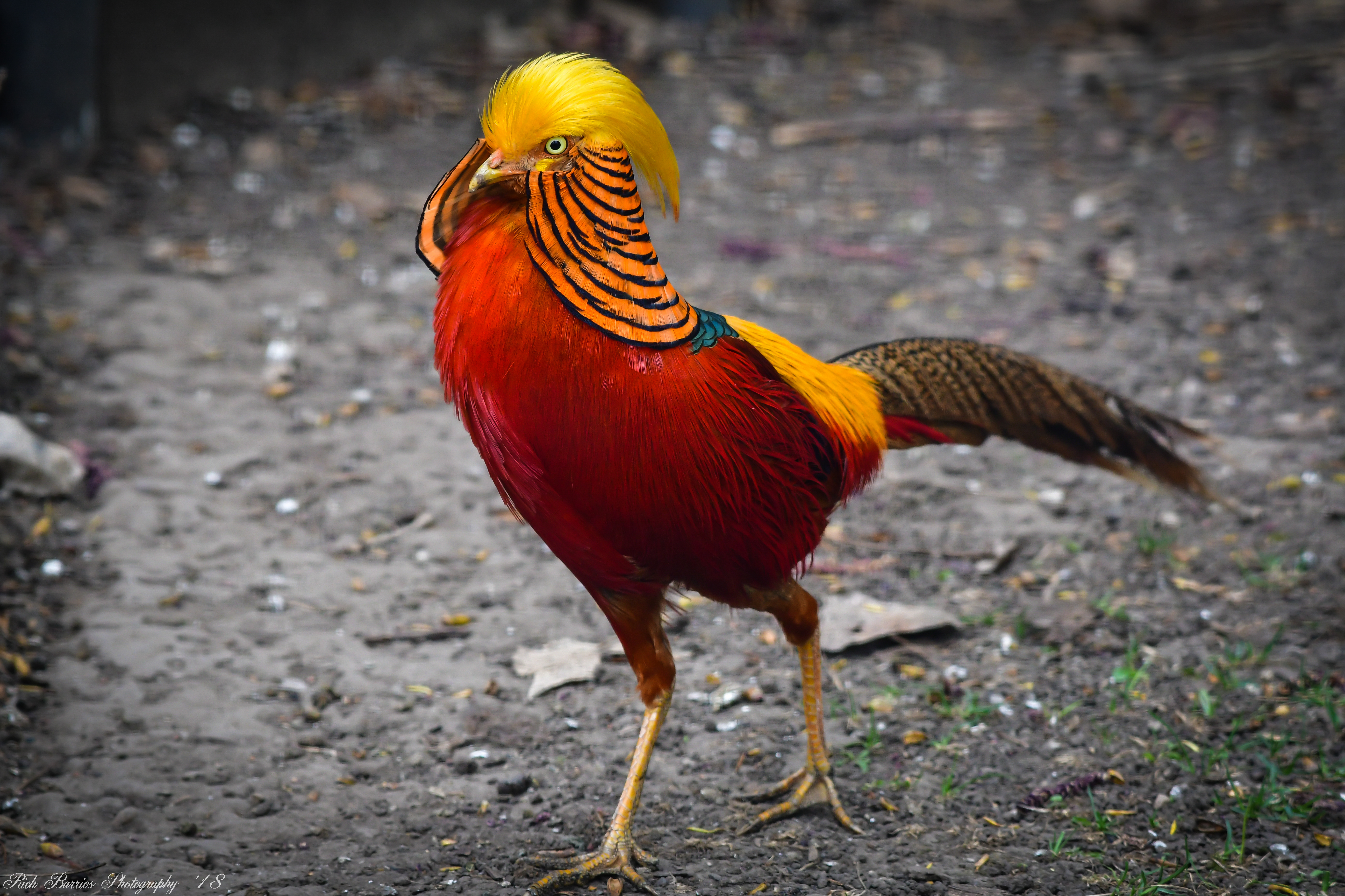 golden pheasant pictures