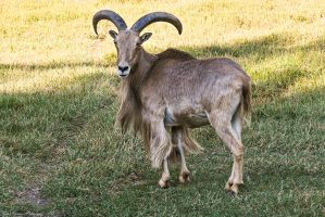 AOUDAD_3.jpg Image