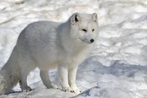 ARCTIC_FOX_2.jpg Image