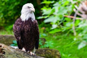 BALD_EAGLE_2.jpg Image