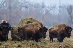 BISON_2.jpg Image