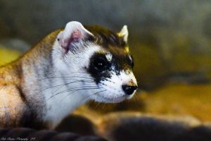 BLACK_FOOTED_FERRET_2.jpg Image