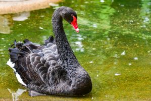 BLACK_SWAN_2.jpg Image