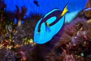 BLUE_TANG_2.jpg Image