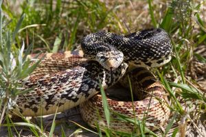 Bull_snake_2.jpg Image