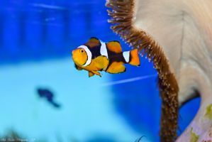 CLOWNFISH.jpg Image