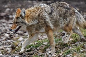 COYOTE_2.jpg Image