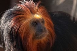 GOLDEN_TAMARIN.jpg Image