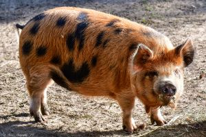 KUNE_PIG.jpg Image