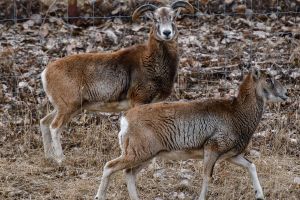 Dakota Zoo - Animals