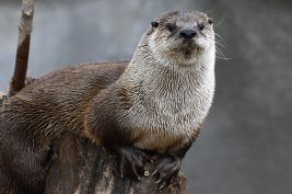 OTTER.jpg Image