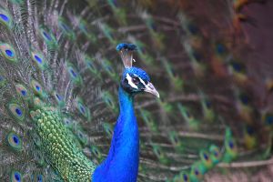 PEACOCK.jpg Image