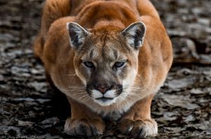 Puma_2.jpg Image