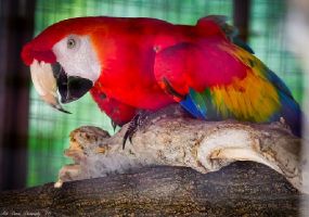 SCARLET_MACAW_3.jpg Image