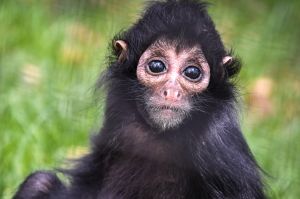 SPIDER_MONKEY.jpg Image