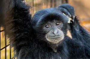 Siamang.jpg Image