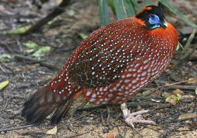 Temmincks-Tragopan.jpg Image