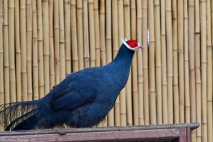 blue_ear_pheasant.jpg Image