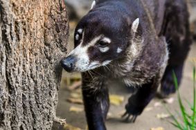 coati.jpg Image