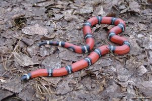 milksnake.jpeg Image