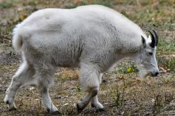 mountain_goat_2.jpg Image