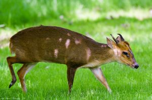 muntjac.jpg Image