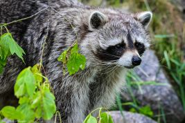 raccoon_2.jpg Image