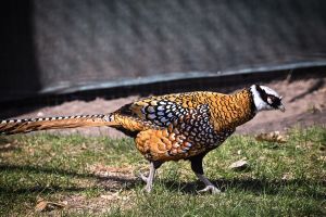 reeves_pheasant_2.jpg Image