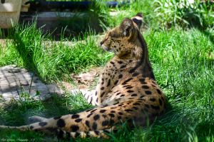 serval_2.jpg Image