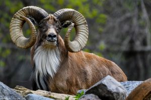 urial.jpg Image