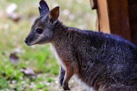 wallaby.jpg Image