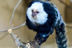 wf_marmoset.jpg Image